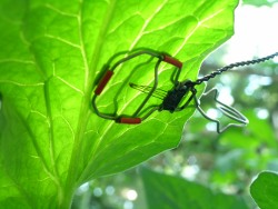 LT-1P Leaf Temperature sensor probe on leaf
